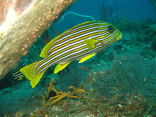 Ribboned sweetlips